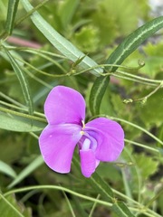 Vigna vexillata angustifolia