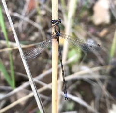 Lestes virens vestalis