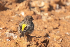 Crithagra atrogularis atrogularis