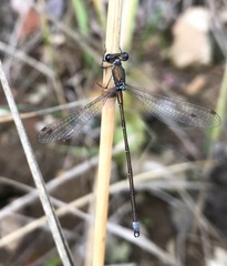 Lestes virens vestalis