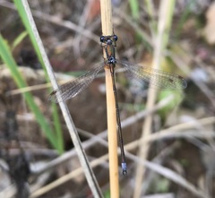 Lestes virens vestalis