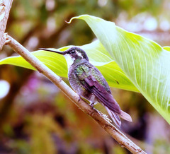 Lampornis castaneoventris