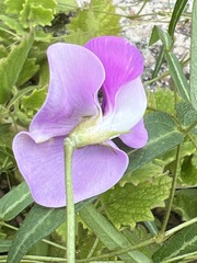 Vigna vexillata angustifolia
