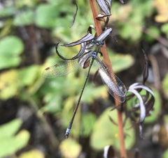 Lestes virens vestalis
