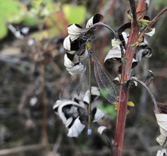 Lestes virens vestalis