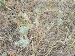 Artemisia austriaca