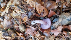Laccaria amethystina