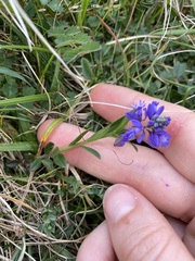 Polygala vulgaris