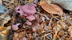 Laccaria amethystina