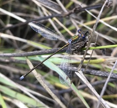Lestes virens vestalis