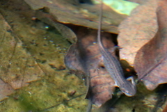 Lissotriton