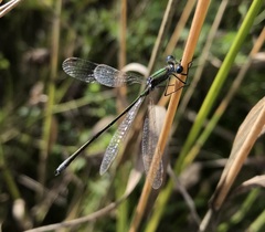 Lestes virens vestalis