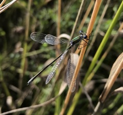 Lestes virens vestalis
