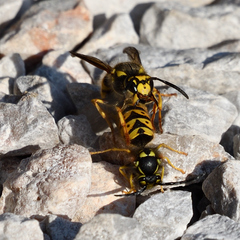 Vespula germanica
