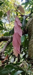 Saraca asoca