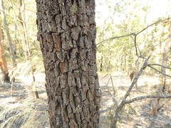 Allocasuarina torulosa
