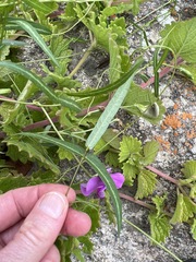 Vigna vexillata angustifolia