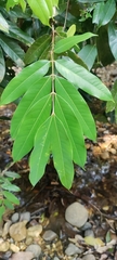 Saraca asoca
