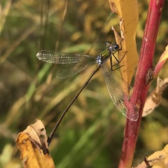 Lestes virens vestalis