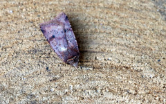 Cerastis faceta