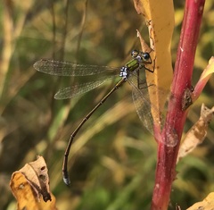 Lestes virens vestalis