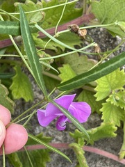 Vigna vexillata angustifolia
