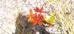 Epidendrum radicans image