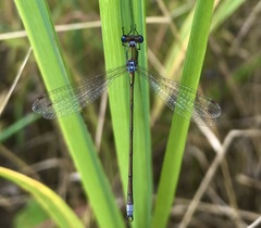 Lestes virens vestalis