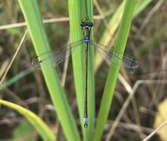 Lestes virens vestalis