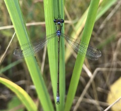 Lestes virens vestalis