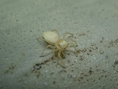 Epocilla