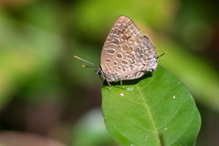 Arhopala alitaeus