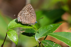 Arhopala alitaeus