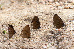 Euploea modesta