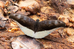 Tanaecia cocytus
