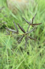 Cyperus macranthus