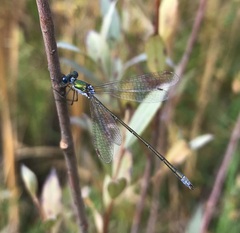 Lestes virens vestalis