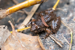 Occidozyga martensii