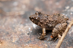 Occidozyga martensii