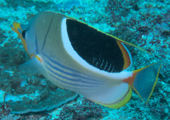 Chaetodon ephippium