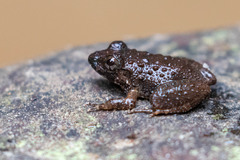 Occidozyga martensii