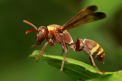 Polistes badius