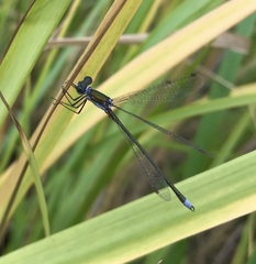 Lestes virens vestalis