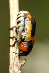 Peploptera