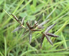Cyperus macranthus