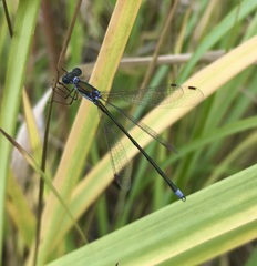 Lestes virens vestalis