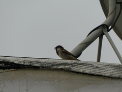 Passer domesticus