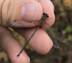Lestes virens vestalis
