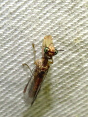 Campion tenuistrigus