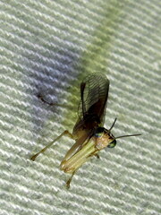 Campion tenuistrigus